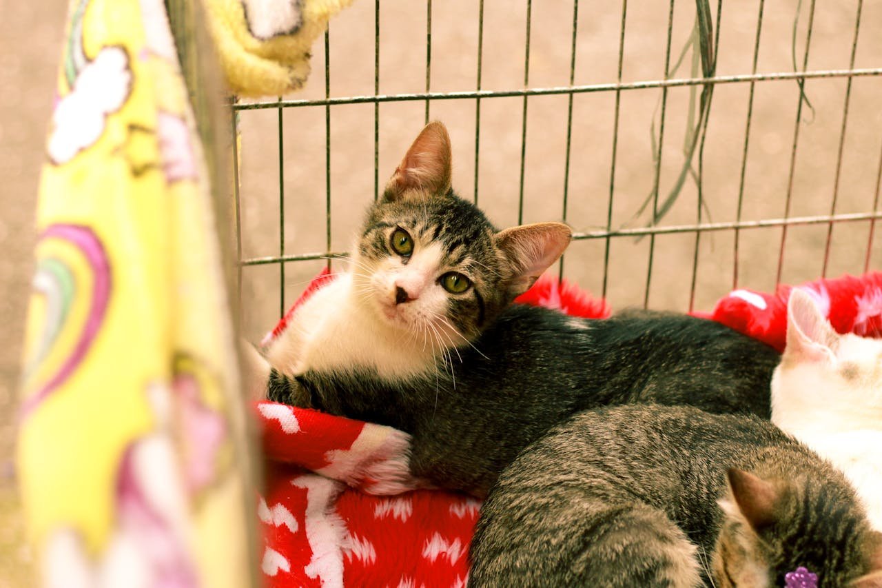 Close-up of domestic cats resting in a cage with colorful blankets in São Paulo, Brazil.
