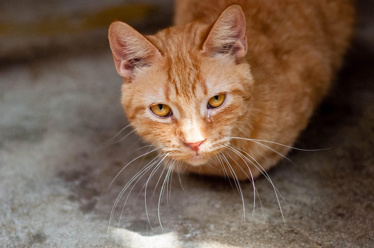 A detailed photo of a ginger cat with striking yellow eyes and long whiskers looking directly at the camera.